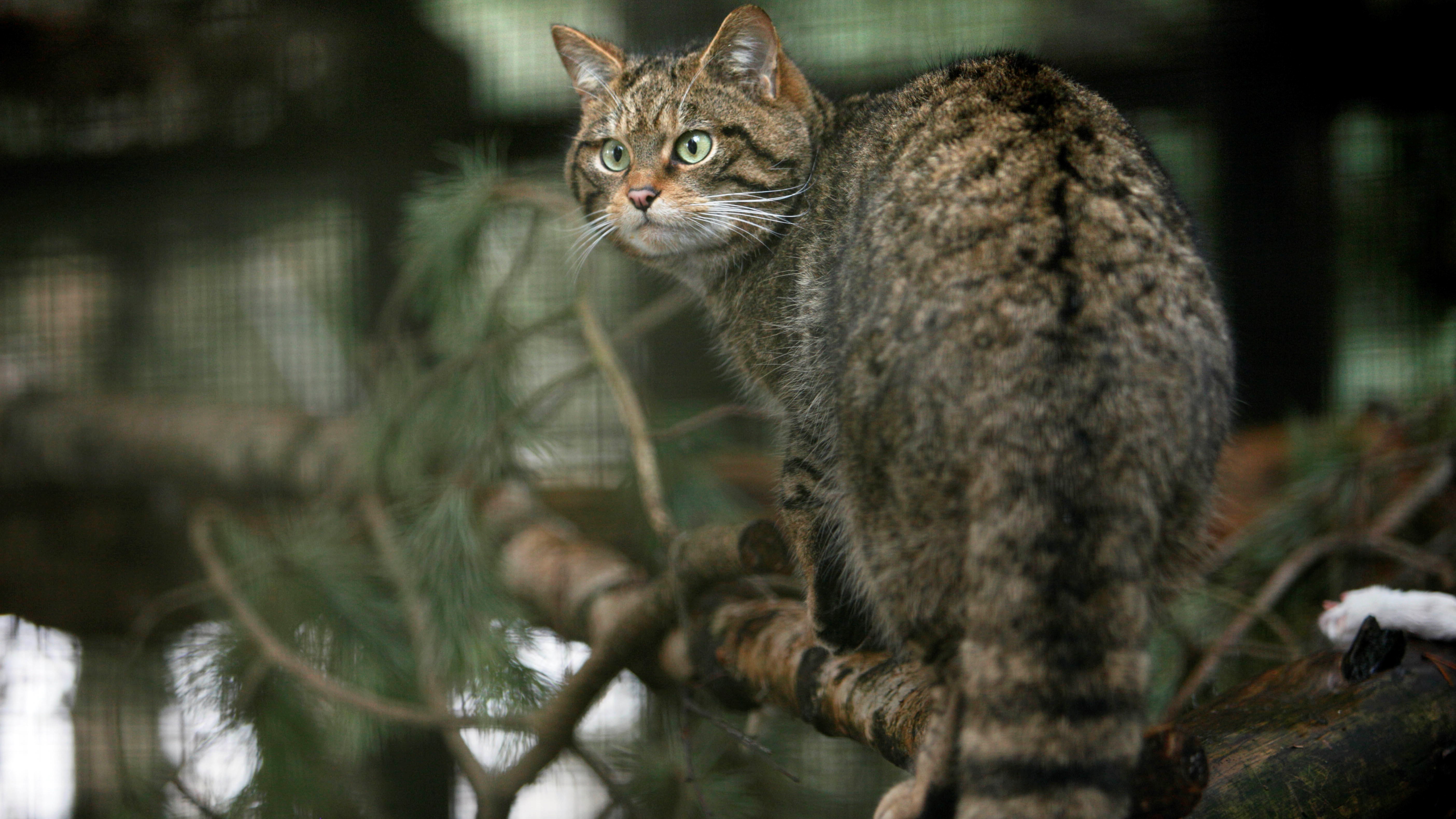 gato montés