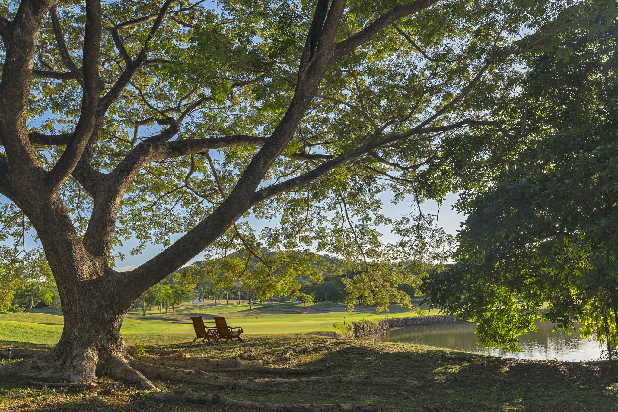 árbol