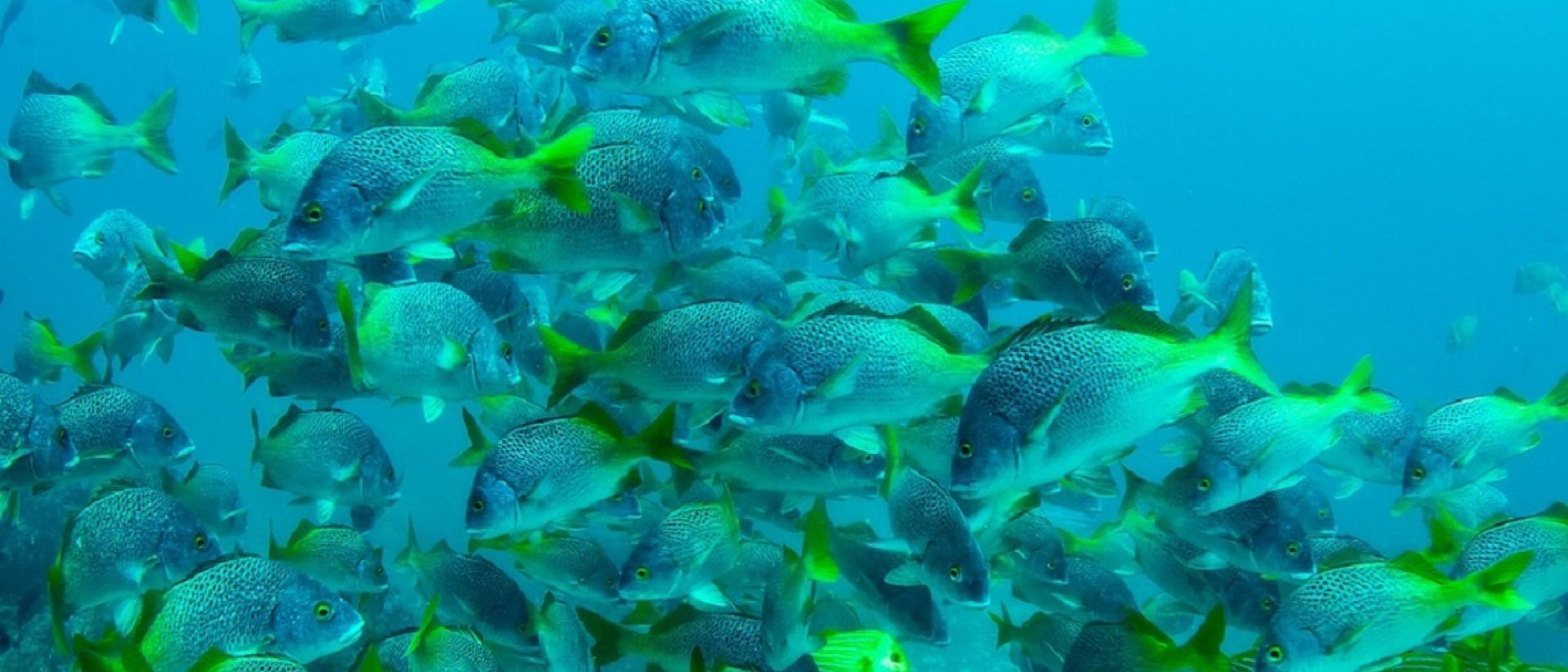 Costa Rica avanza en la protección de los océanos | Expreso