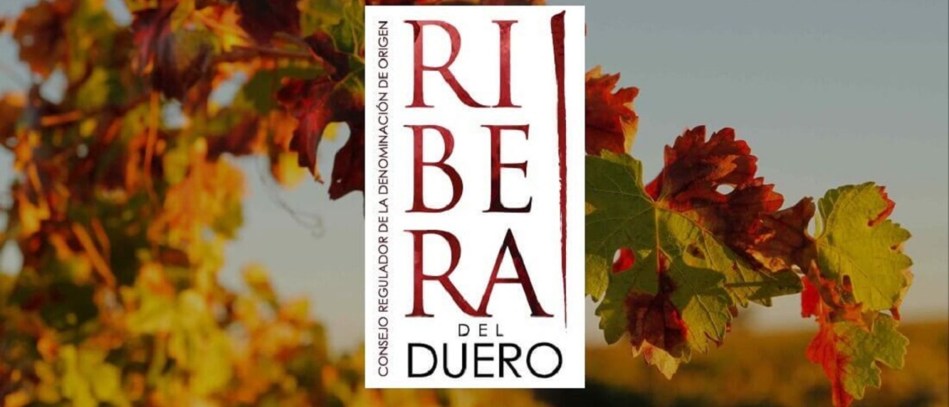 No seu 40º aniversário Ribera del Duero prepara um verão de festas