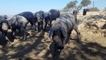 cerditos ibéricos a punto de salir a la dehesa