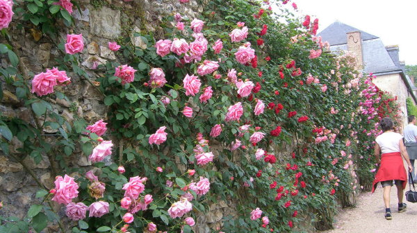 rosas