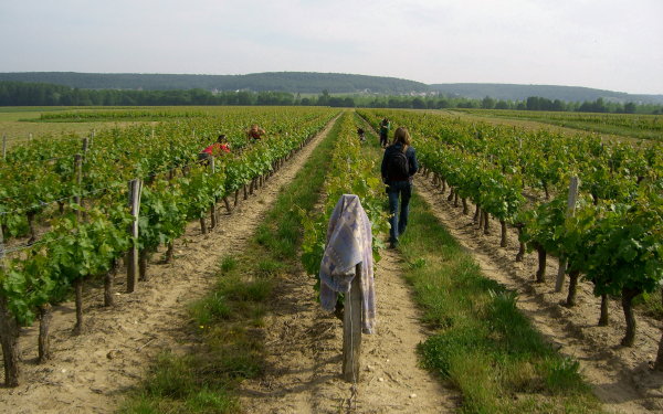 viñas de Panzoult