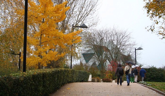 Paseo entre árboles