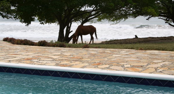 donde los caballos caminan libres frente al mar