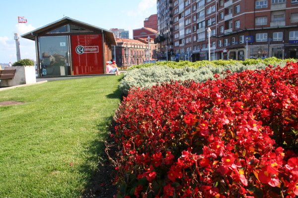 olor a flores junto a la oficina de InfoGijón