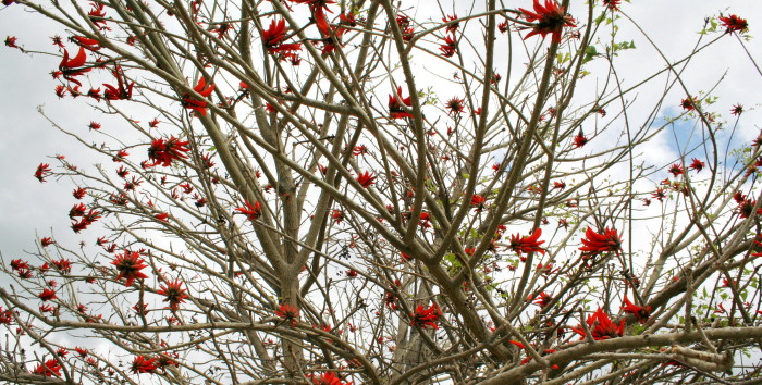 Flores rojas del coraldencho