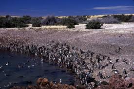 Argentina_pinguinos