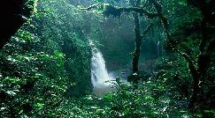 La selva amazónica del Brasil