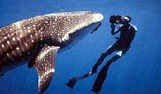 Nadando con un tiburón ballena