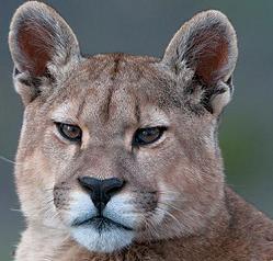 Chile_Puma_Patagonia