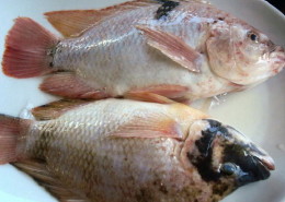tilapias de Torrox