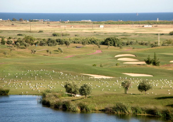 aves en el campo de golf