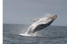 Ballena