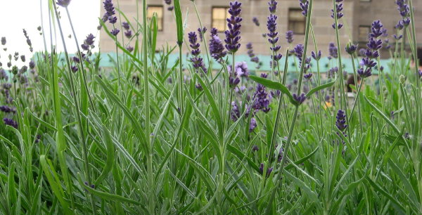 cultivo de lavanda en la terraza del Fairmont Royal York Hotel