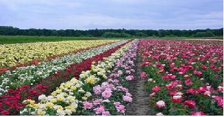 Holanda_Lottum