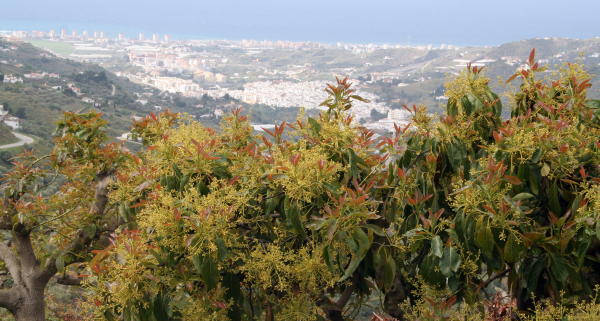 Torrox tiene dos partes bien diferenciadas