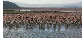 Parque del Lago Nakuru