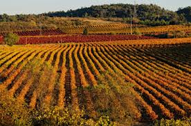 Languedoc_Vinas
