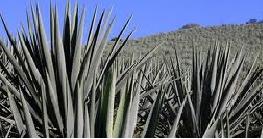 Mexico_Agave
