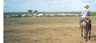 Venezuela. El eje llanero