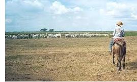 Venezuela Los Llanos