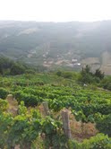 Vinedo