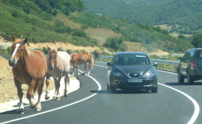 caballos salvajes en la carretera