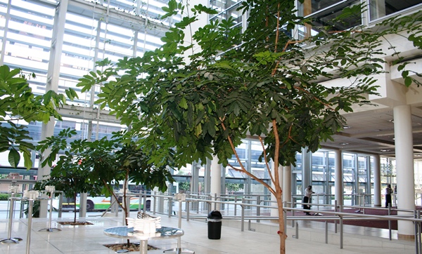 interior arbolado del Centro de Convenciones