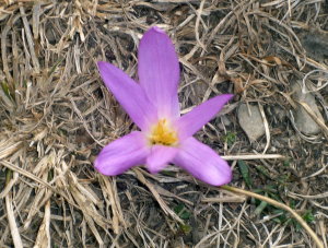 una flor en el camino