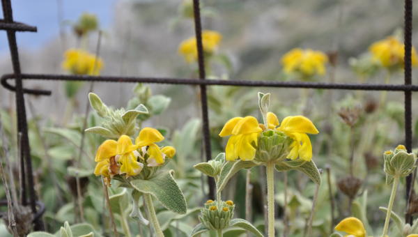 entre las rocas crecen flores preciosas