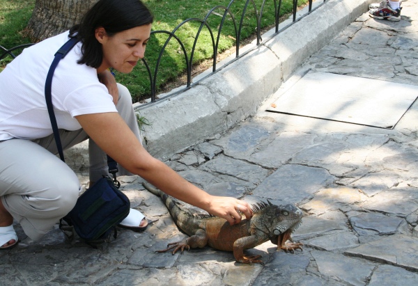 iguana