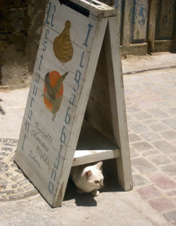 Gato marroquí bajo el menú de un restaurante