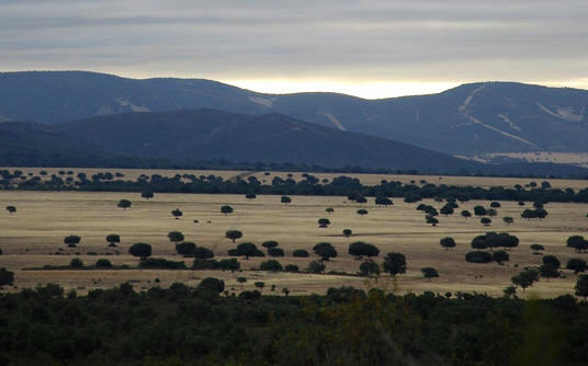 paisaje de herbazal arbolado en la Raña