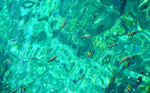 Un baño entre corales y peces de colores peces