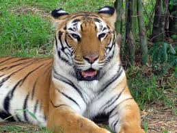 Tigre