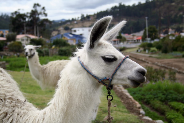 Llamas en Cuenca