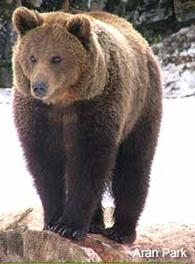 Lerida_oso